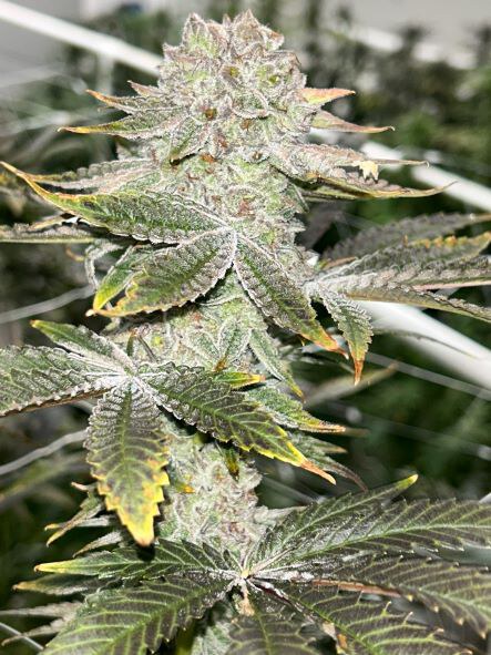 Lit Farms – Candy Gas x20 Regular