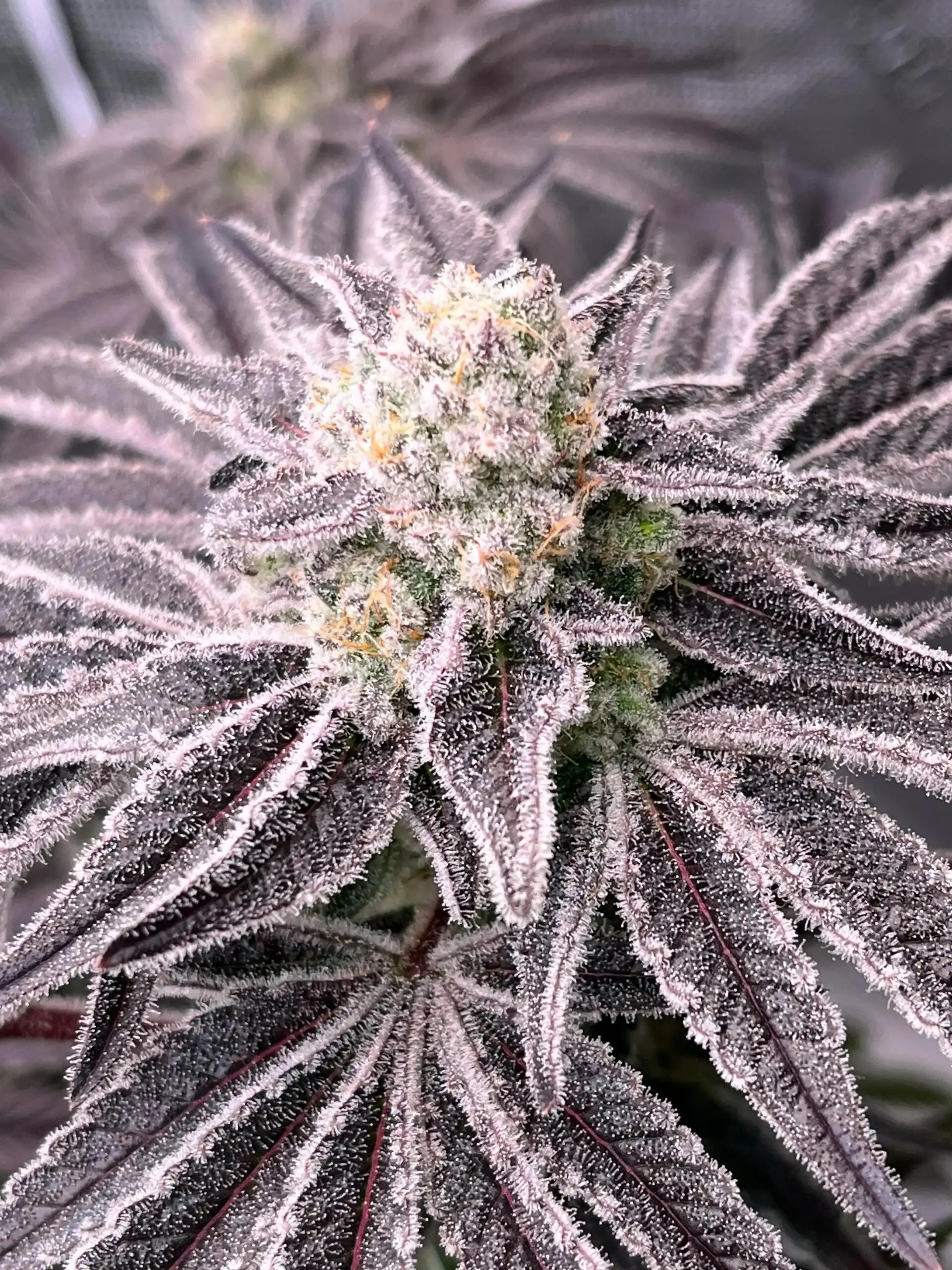 InHouse Genetics - Candy Cane x12 Fem + Freebie