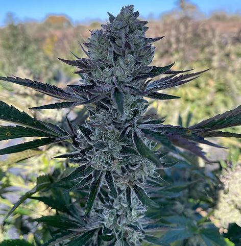 Happy Dreams Genetics – Cherrilicious x10 Reg