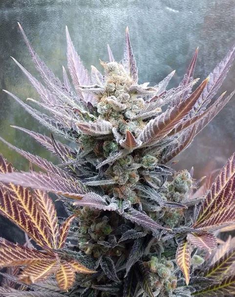 Pure Instinto –  Cherry Cookies  5+2 Fem