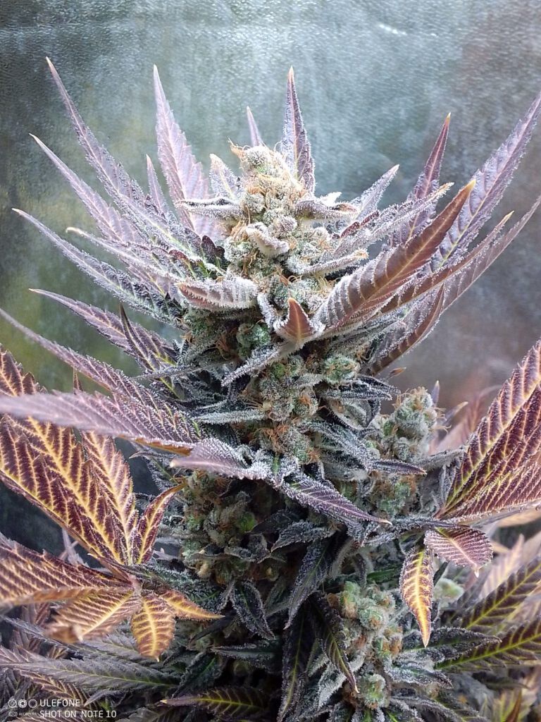 Pure Instinto – Cherry Cookies x4 Fem