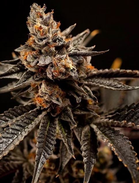 Happy Dreams Genetics – Cherry Gas x10 Reg