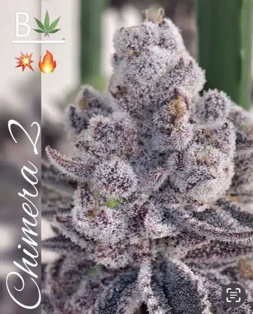 Beleaf Seeds - Chimera R1 X10 Fem ( Chimera R1 THE ORIGINAL )