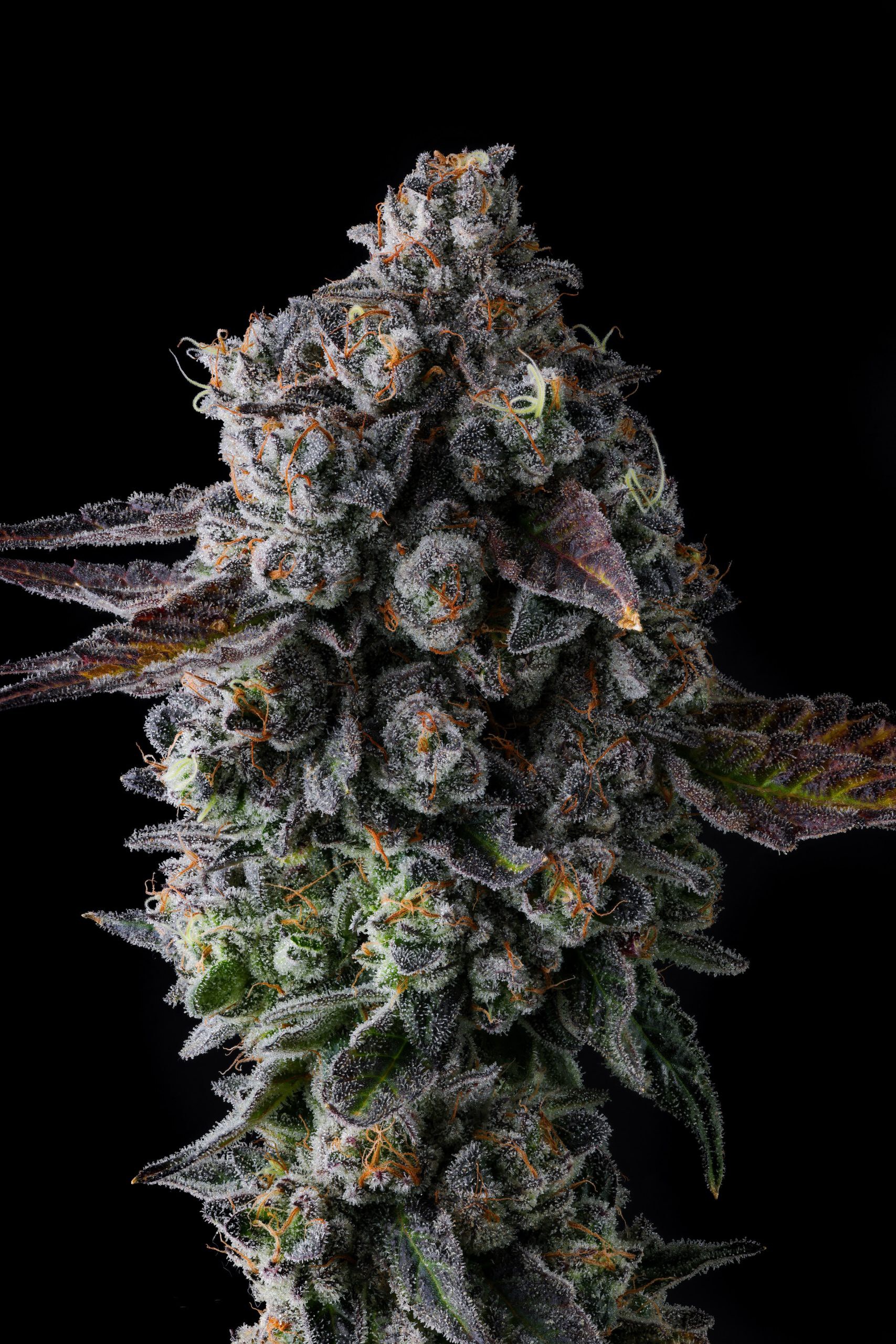 Compound Genetics – Crystal Chalice x7 Fem