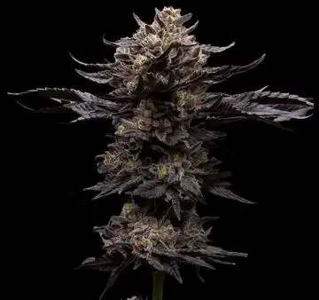 Ziplock Seeds - Chupacabra x5 fem