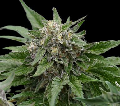 Ziplock Seeds – Cyber Punk x5 Fem