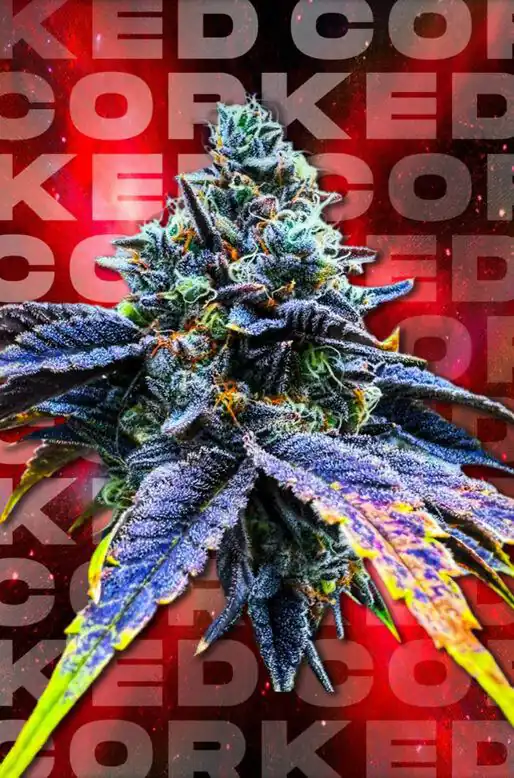 Wizard Trees - Corked x6 Fem