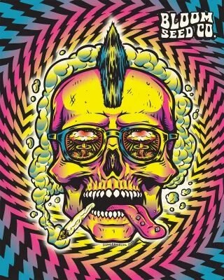 Bloom Seed Co – Pomelo Punch x12 Fem