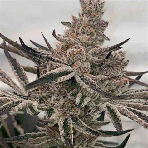 InHouse Genetics – Deluxe Sugar Cane x6 Fem