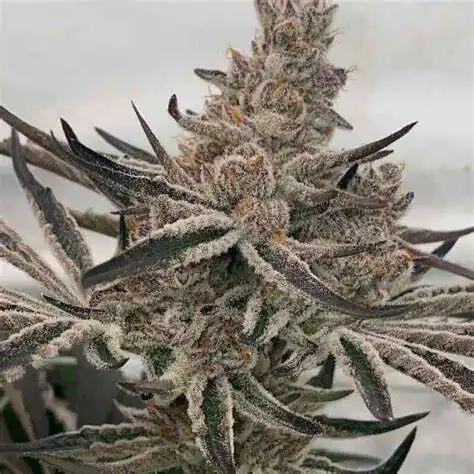 InHouse Genetics - Deluxe Sugar Cane x6 Fem