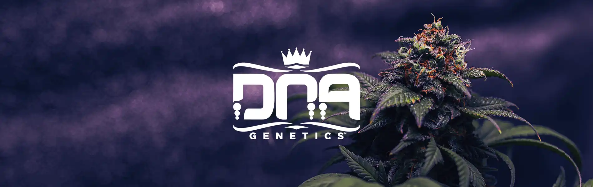 Dna Genetics