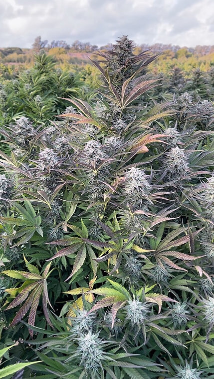 Happy Dreams Genetics – Donny Bananas x6 Fem