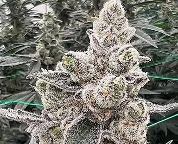 InHouse Genetics - Double Delight x6 Fem