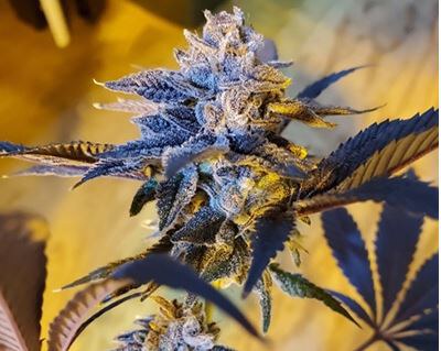 InHouse Genetics – Double Kush Breath x6 Fem