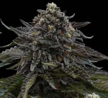 Ziplock Seeds - Dragon Fruit x5 Fem