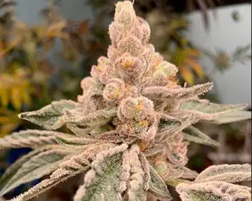 InHouse Genetics - Dream Candy x6 Fem