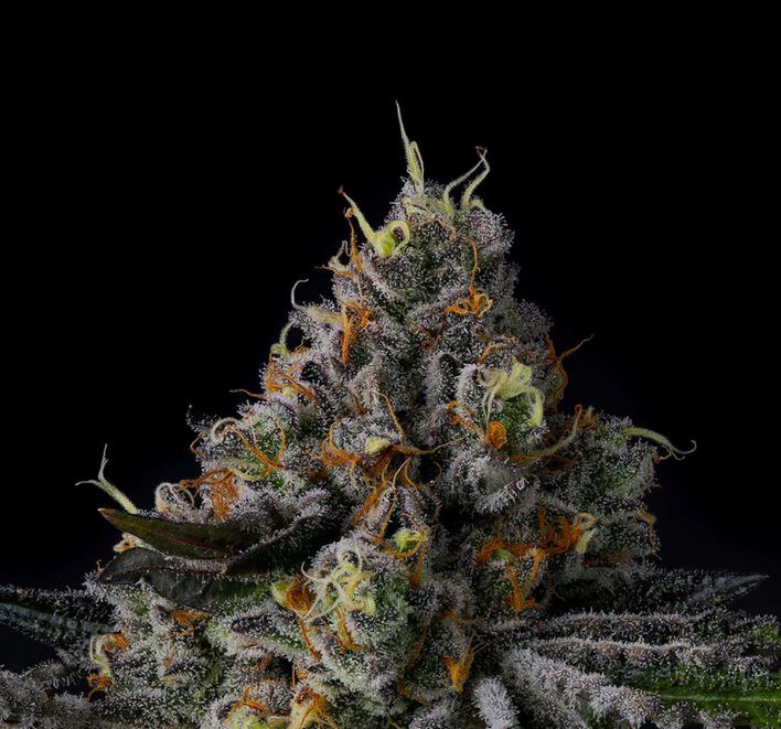 Wizard Trees – Galactic Rainbow x6 Fem