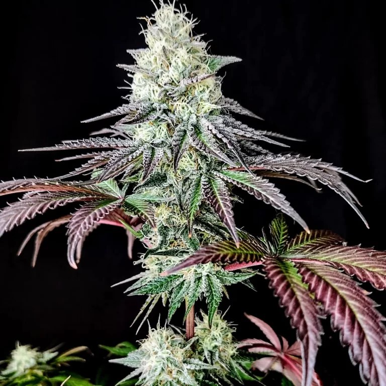 Pure Instinto – Garlic Cookies x 4 Fem