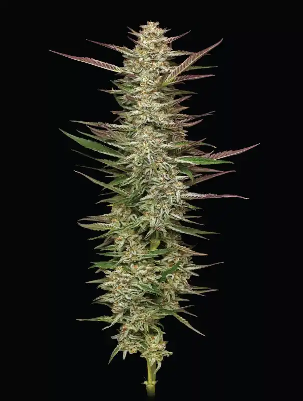 Humbold Seed Co - Gazzurple x5 Fem