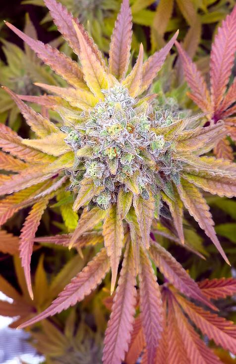Happy Dreams Genetics – Glazed Lemon Thai x10 Reg
