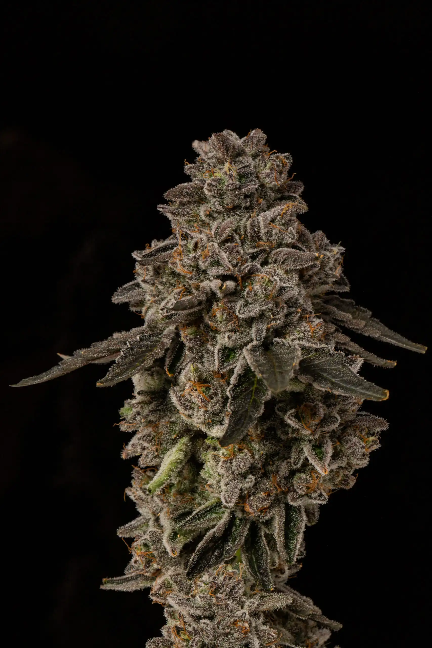 Seed Junky - Gold Bars x10 Fem