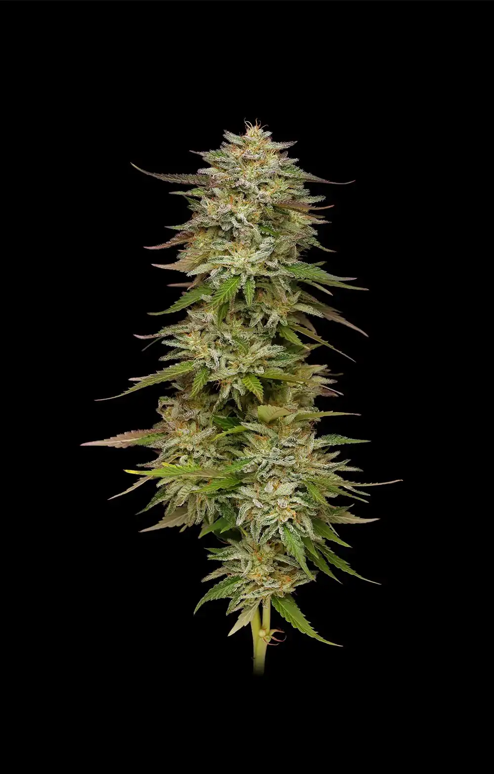 Humbold Seed Co – Golden Sands x10 Fem