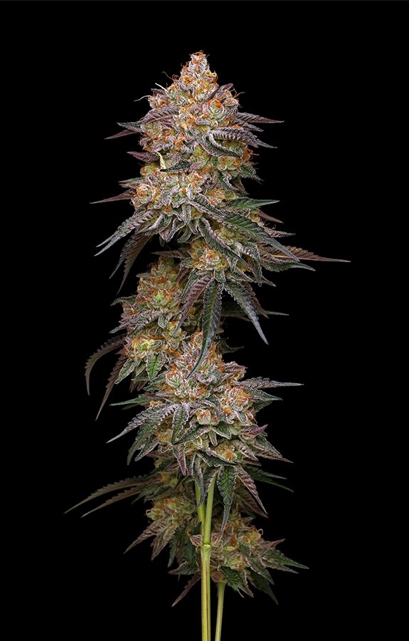 Humbold Seed Co – Granny Candy x5 Fem
