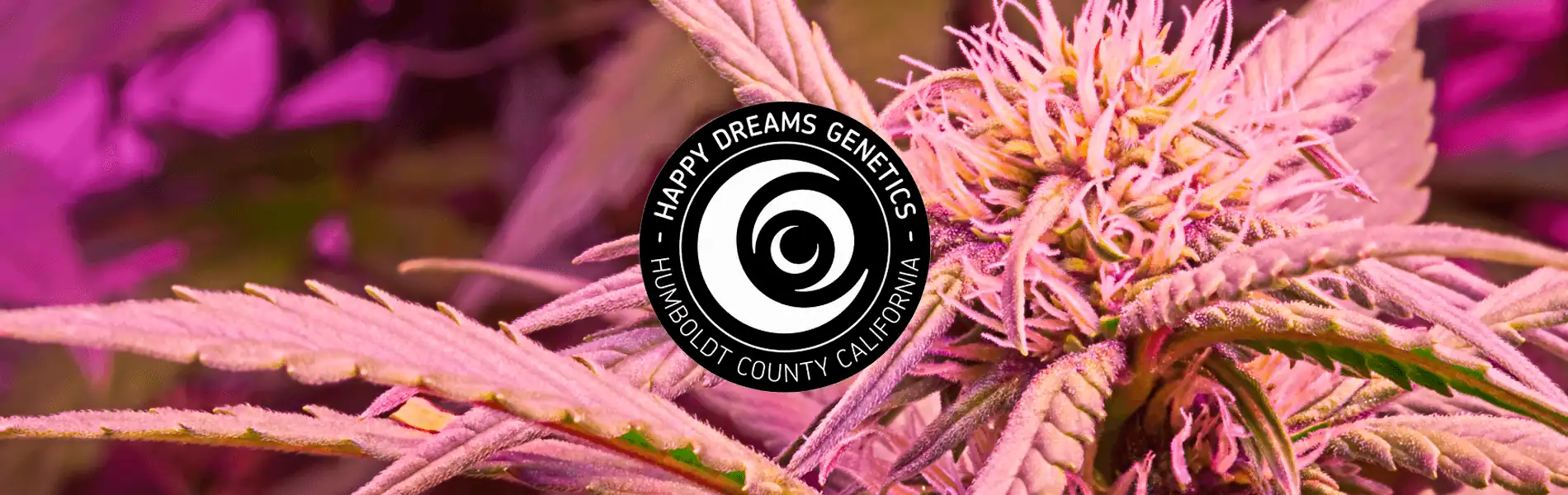 Happy Dreams Genetics