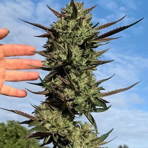 Happy Dreams Genetics – Hi-Octane OG x10 Regular