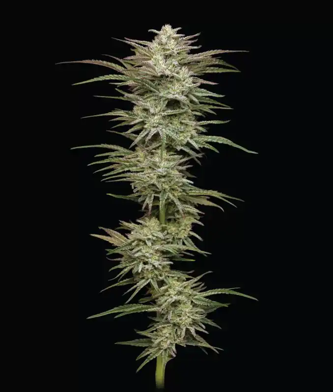 Humbold Seed Co – Jelly Donutz x5 Fem