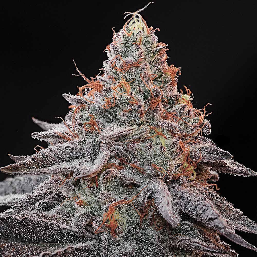 Grounded Genetics – Kashmir Black x7 Fem