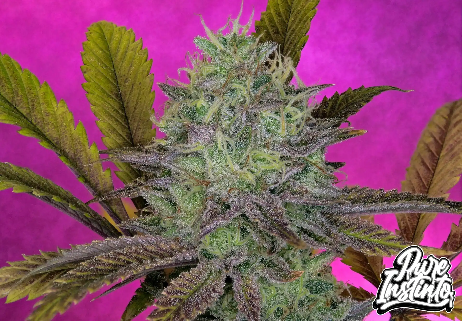 Pure Instinto - King's Banner x3 Fem