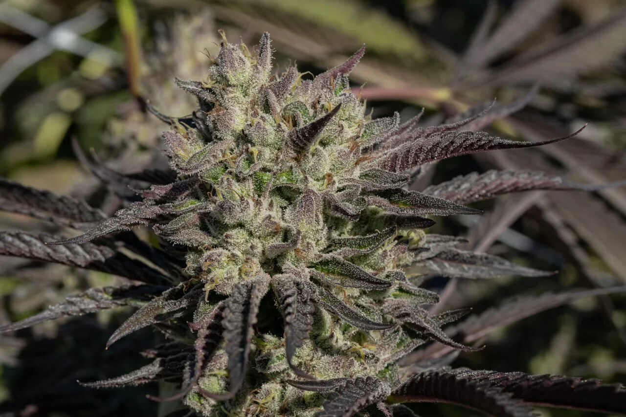 Ridgeline Farms –  Lamboz x10 Reg