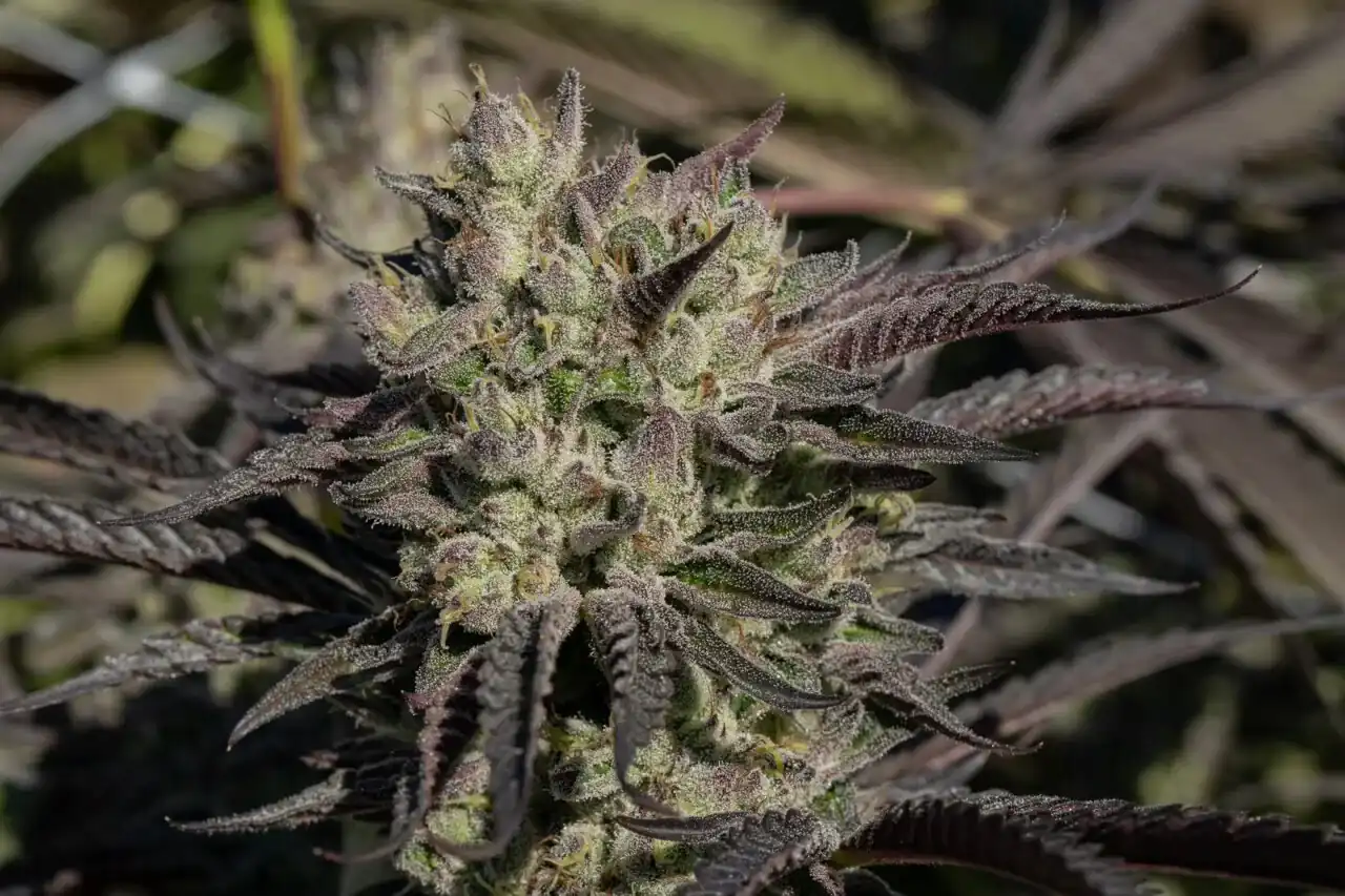 Ridgeline Farms –  Lamboz x10 Reg