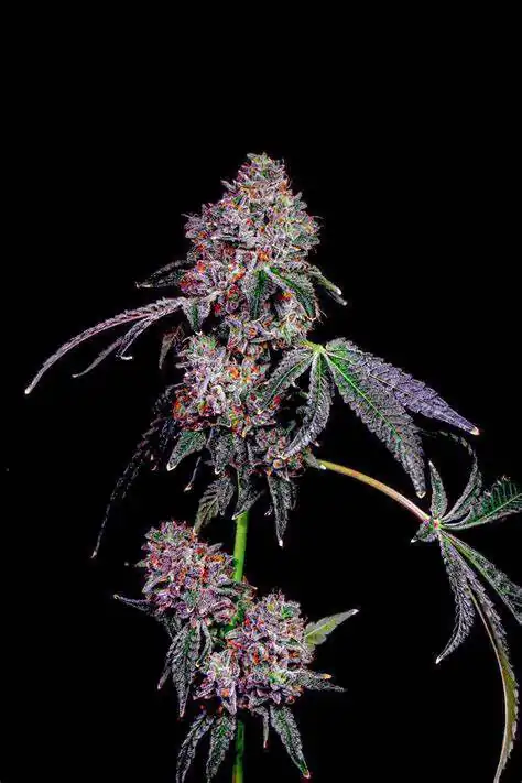 Lit Farms - Lemon Cherry Garlic - x5 Fem + Freebie