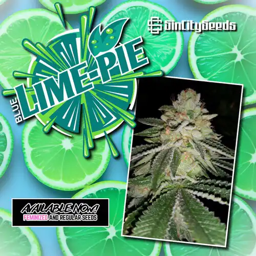 Sin City Seeds - Blue Lime Pie x7 Fem + Freebie