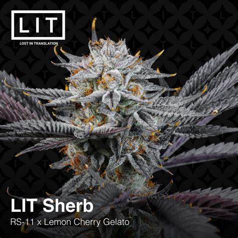 Lit Farms – Lit Sherb x6 Fem