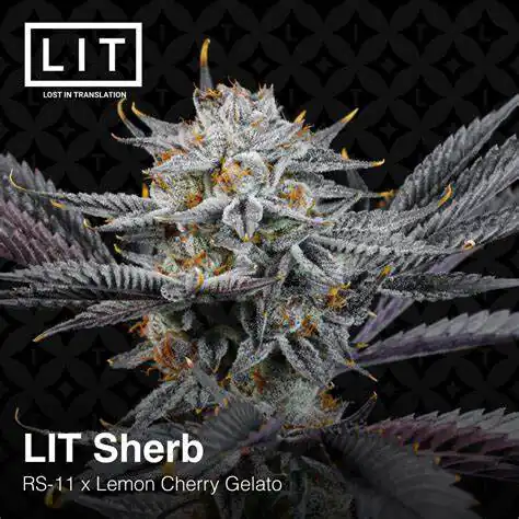 Lit Farms - Lit Sherb x6 Fem