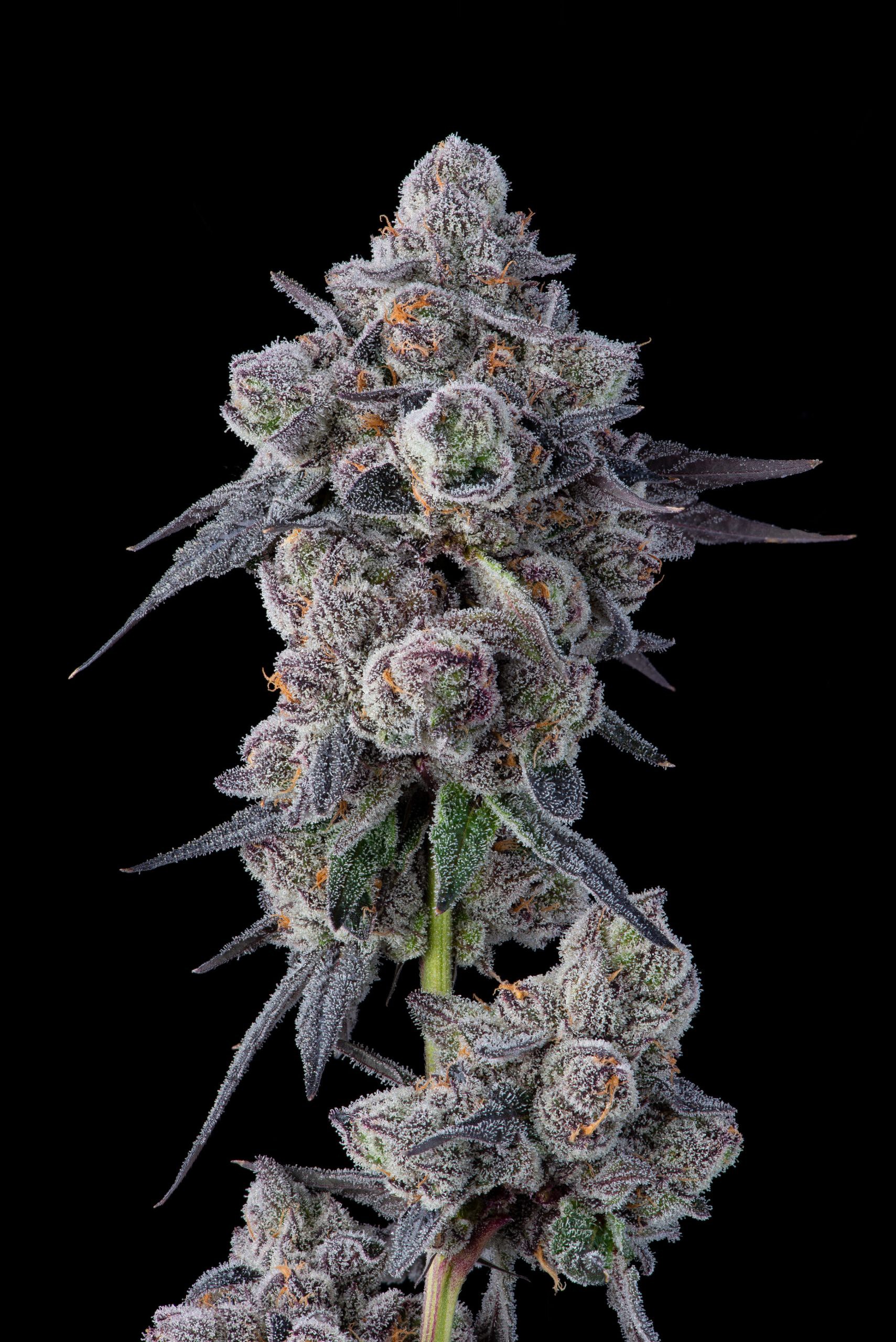 Compound Genetics – Mellows x7 Fem