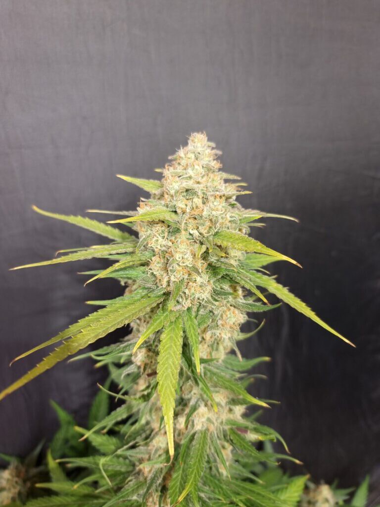 Pure Instinto – Melon Gum x4 Fem