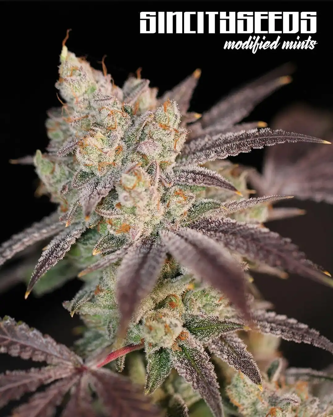 Sin City Seeds - Modified Mints x7 Fem + Freebies