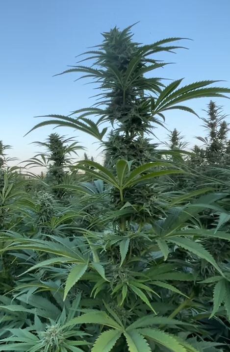 Happy Dreams Farms – Onion Motorbreath X6 Fem