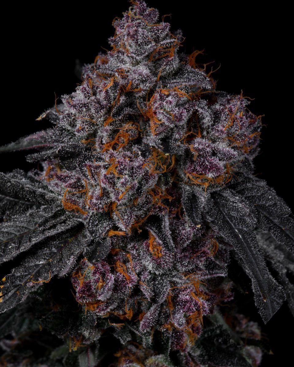Seed Junky Genetics – Permanent Marker S1 x10  Fem