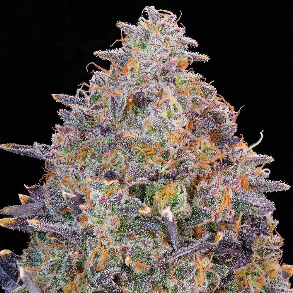 Grounded Genetics – Pink Chai x7 Fem