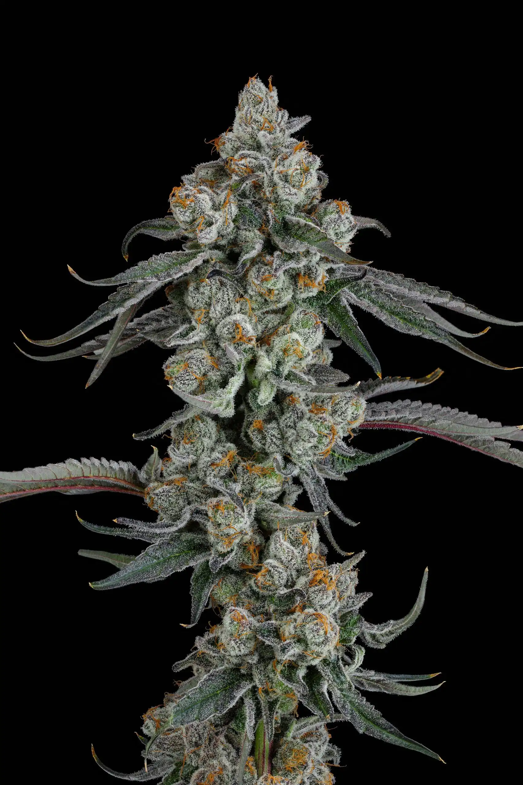 Seed Junky Genetics - Pineapple Bang x10 Fem