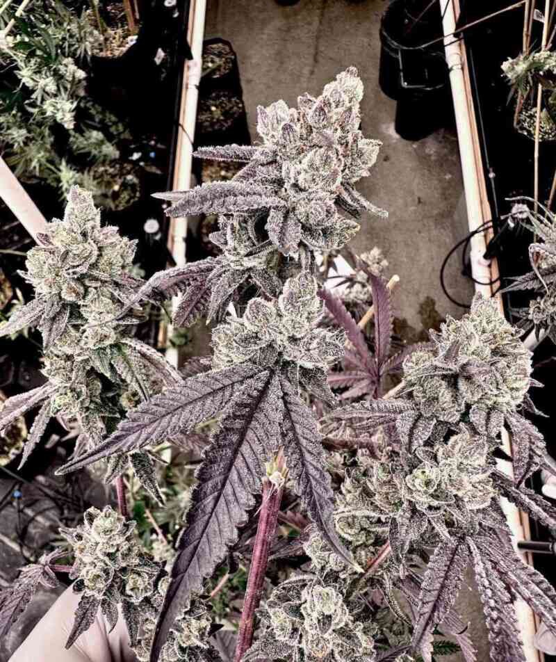 Exotic Genetix – Porto Leche x6 Fem + Freebie