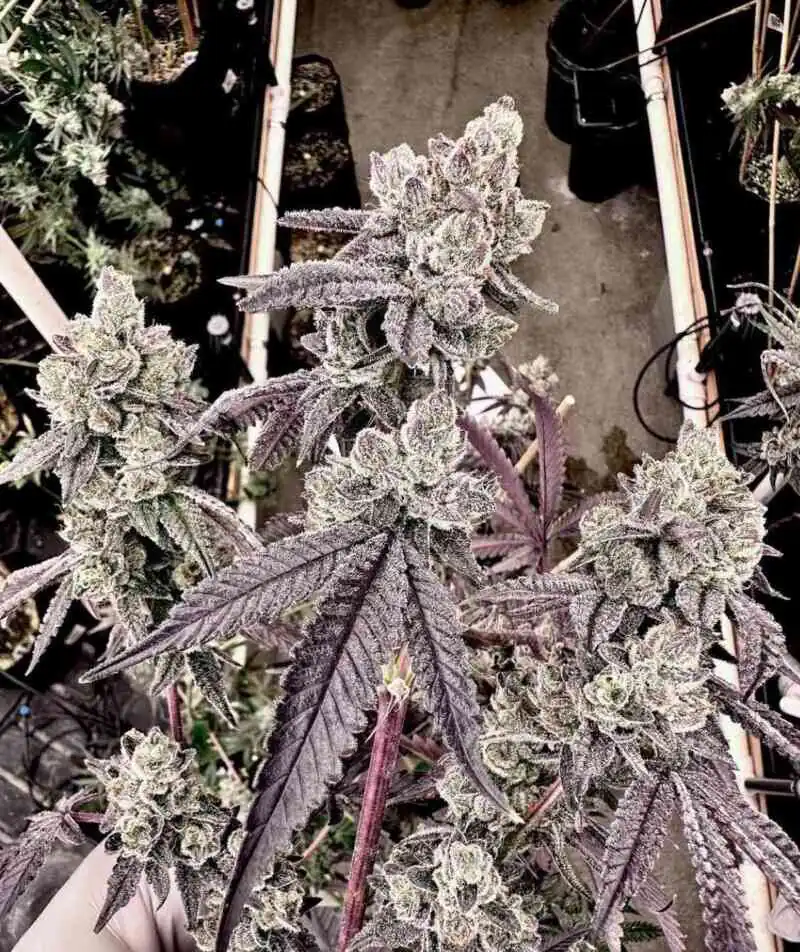 Exotic Genetix - Porto Leche x6 Fem + Freebie