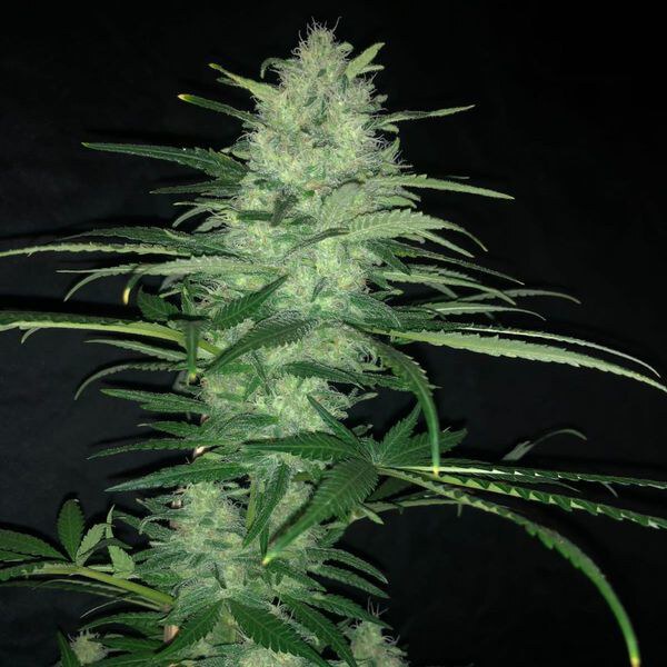 Pure Instinto – Purple  Punch Auto X4