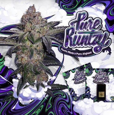 Th seeds – Pure Runtzy x6 Fem + 1 French Macarron