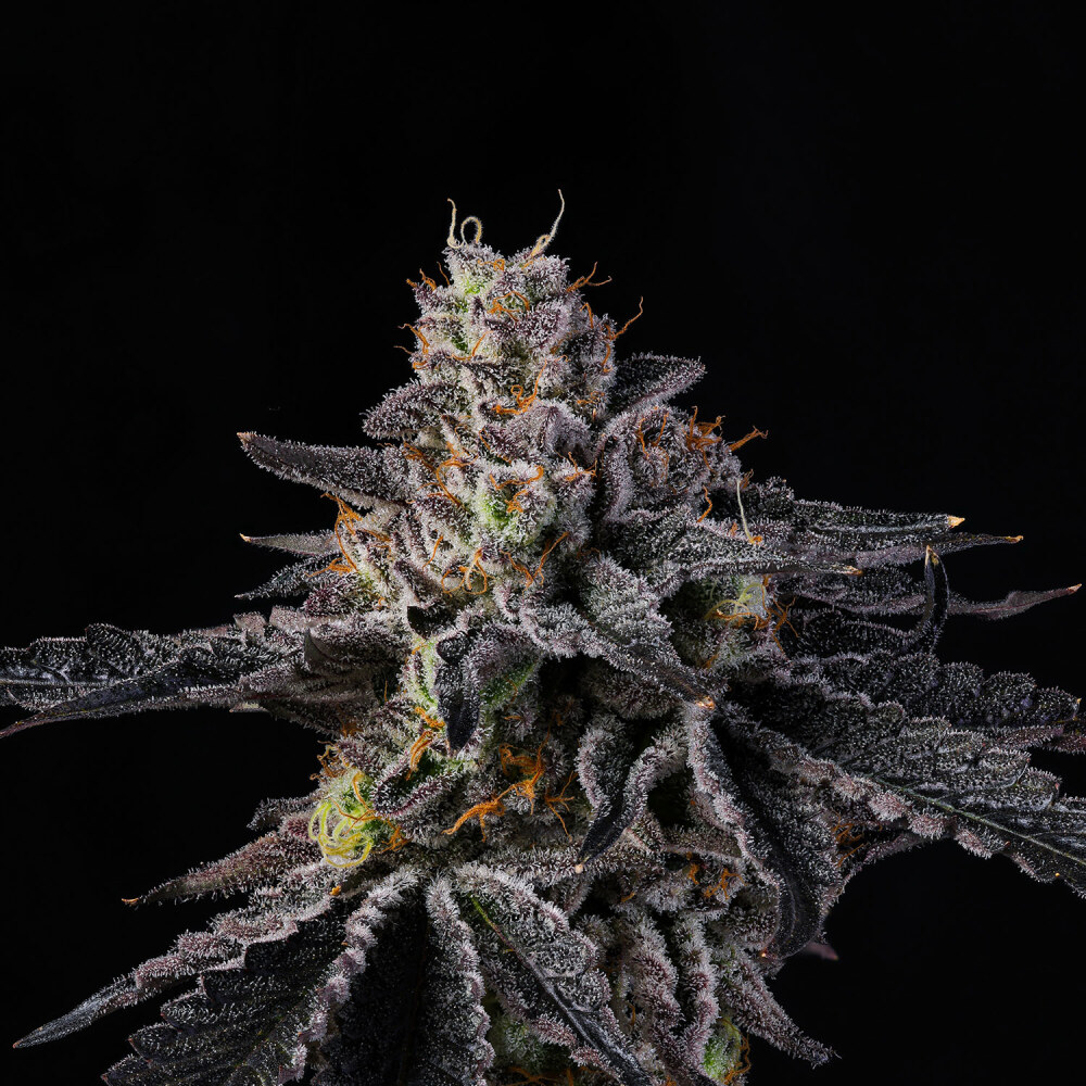 Wizard Trees – Rainbow Gelato x6  Fem